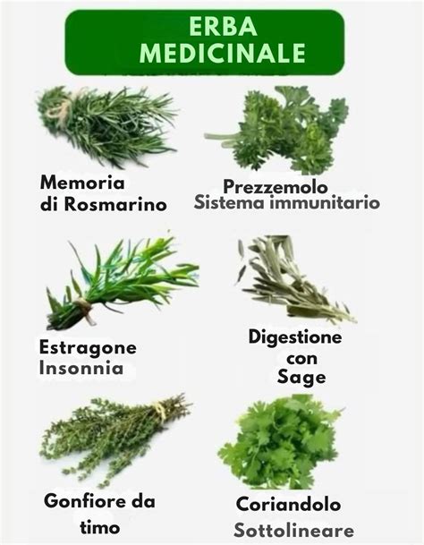 Immagine di erbe medicinali utilizzate per la fertilità