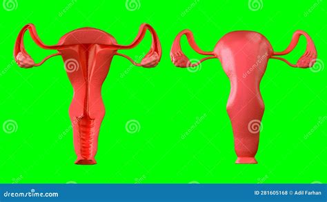 Illustrazione anatomica della vagina femminile