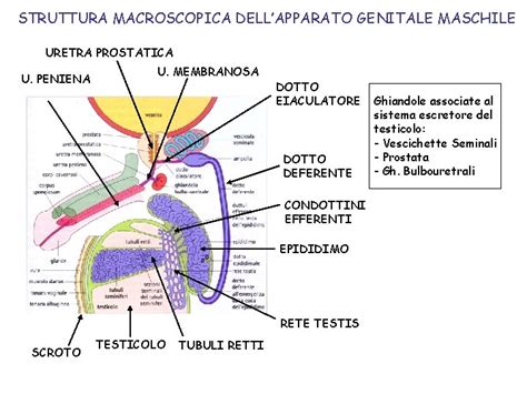 Anatomia del sistema riproduttivo maschile e della vescica