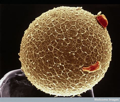 Immagine di ovociti al microscopio