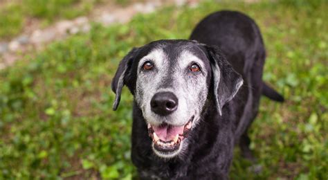 Cane anziano che riposa in un passeggino