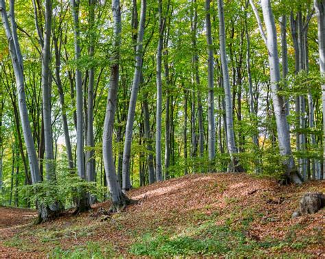 Albero di faggio in una foresta