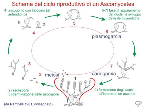 Schema del ciclo riproduttivo nei mammiferi domestici