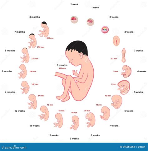 Immagine ecografica di un feto in via di sviluppo nell'utero di un cane