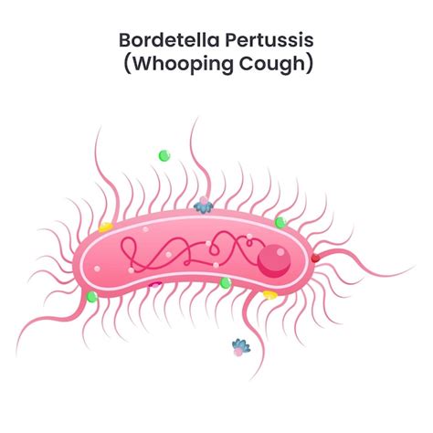 Illustrazione del batterio Bordetella pertussis