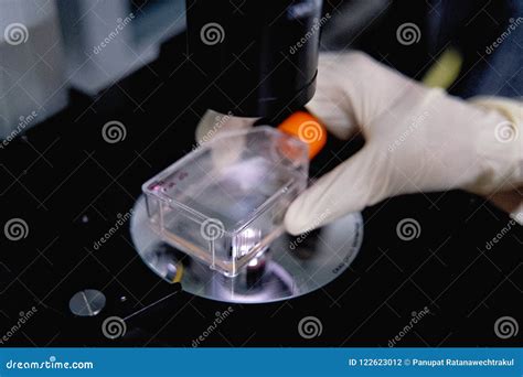 Microscopio con embrioni in coltura