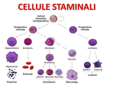 Illustrazione di cellule staminali indifferenziate che si dividono