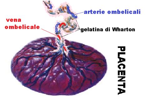 Diagramma che illustra i vasi all'interno del cordone ombelicale e la gelatina di Wharton