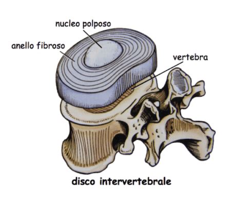 Struttura del disco intervertebrale