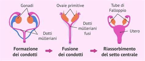 Schema della formazione dell'utero dai dotti di Müller