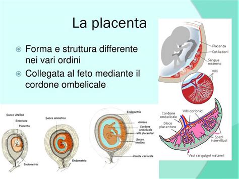 Formazione della placenta
