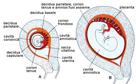 Diagramma del cordone ombelicale e della placenta