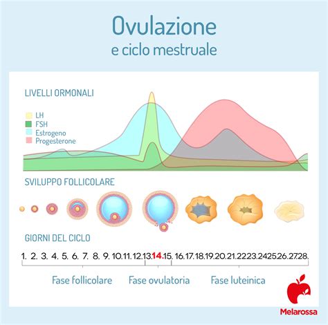 Schema che illustra come funzionano i test di ovulazione, mostrando i livelli di LH e estradiolo durante il ciclo