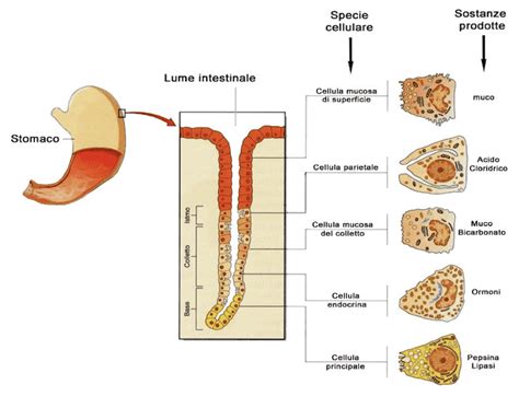 Diagramma che illustra la mucosa gastrica e i meccanismi di protezione