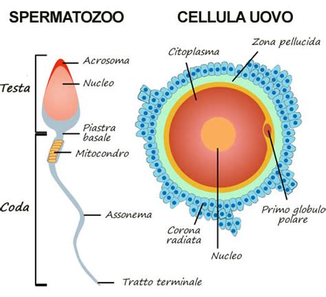 microscopio con spermatozoi e ovociti