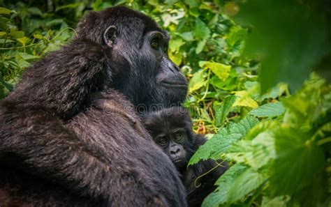 Immagine di un gorilla che protegge un bambino