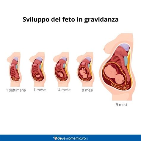 Infografica che illustra le fasi di una gravidanza e i potenziali rischi