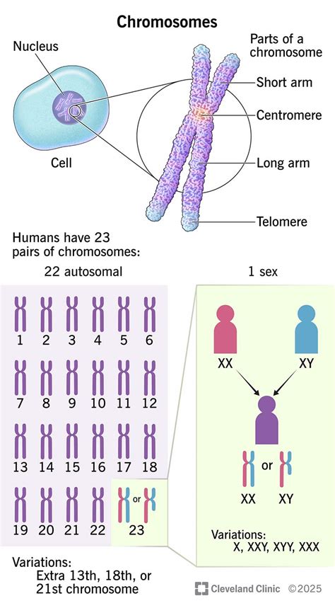 Chromosomes diagram