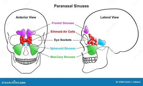 Schema anatomico dei seni paranasali
