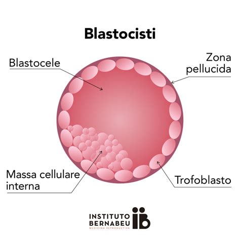 Blastocisti umana con massa cellulare interna evidenziata