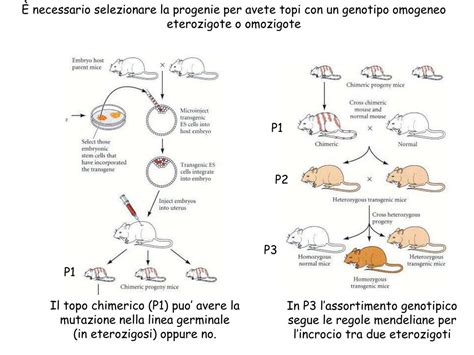 Diagramma che illustra la creazione di un topo chimera