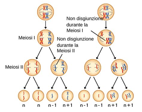 Schema che mostra il processo di meiosi e la potenziale non-disgiunzione dei cromosomi