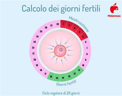 Diagramma del ciclo mestruale con evidenziati i giorni fertili e l'ovulazione