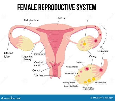 Diagramma dell'apparato riproduttivo femminile con evidenziate le aree oncologiche