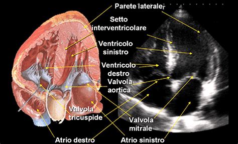 Ricostruzione 3D del cuore fetale con ecografia