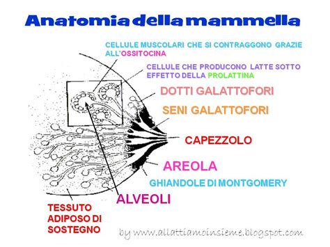 diagramma anatomico della ghiandola mammaria con evidenziati alveoli e dotti lattiferi