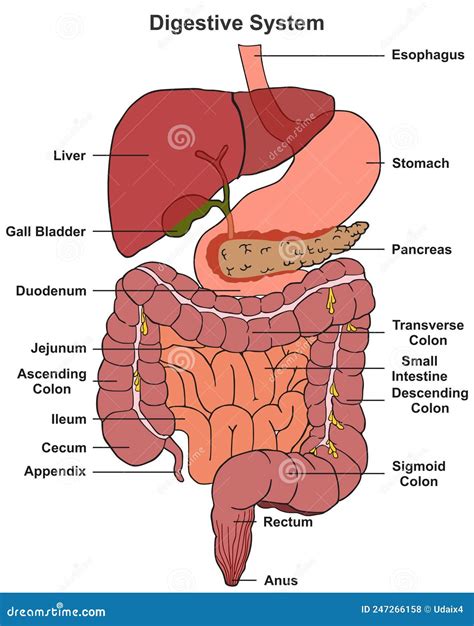 Schema del sistema digestivo umano