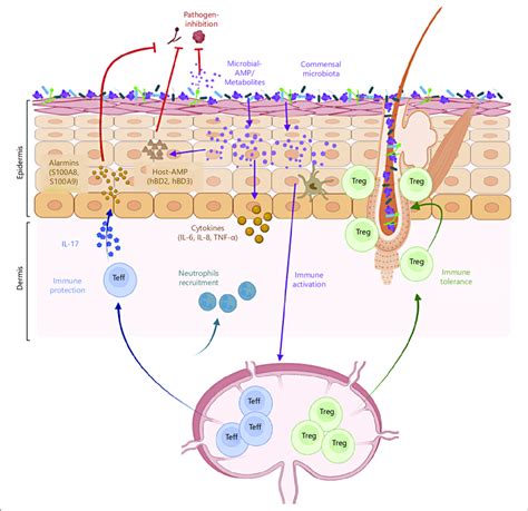 Neonatal skin barrier diagram