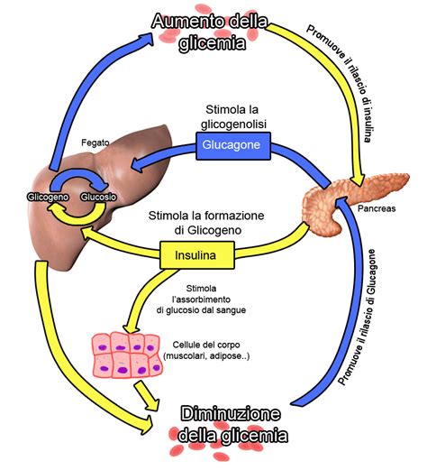Schema del pancreas e della produzione di insulina