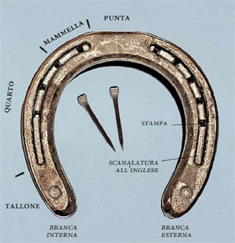 ferro da cavallo specialistico
