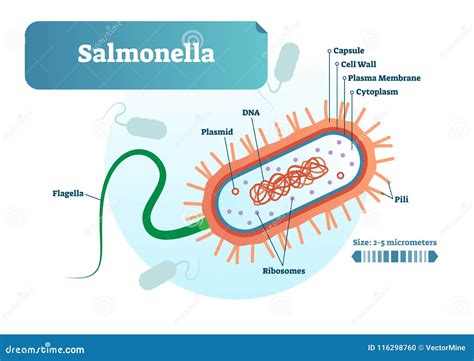 Schema dei batteri Salmonella e Cronobacter Sakazakii