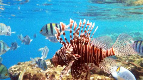 Turista partorisce in mare nel Mar Rosso