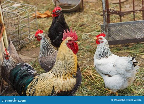 Gallo e galline