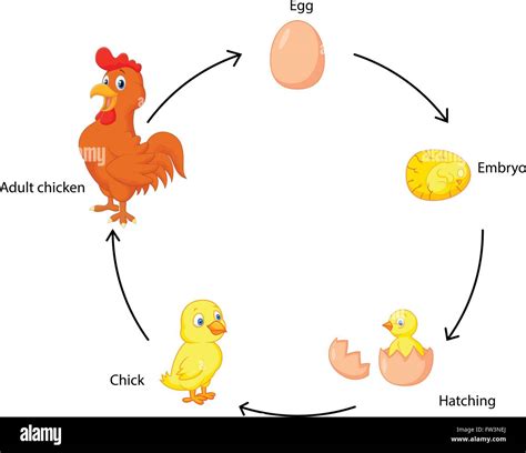 Diagramma del ciclo di vita di un embrione di pollo