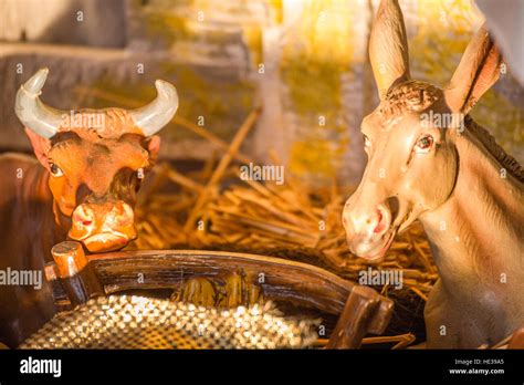 asinello nel presepe
