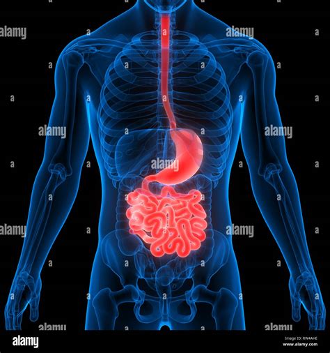 Illustrazione del sistema digestivo umano con enfasi sull'esofago e lo stomaco