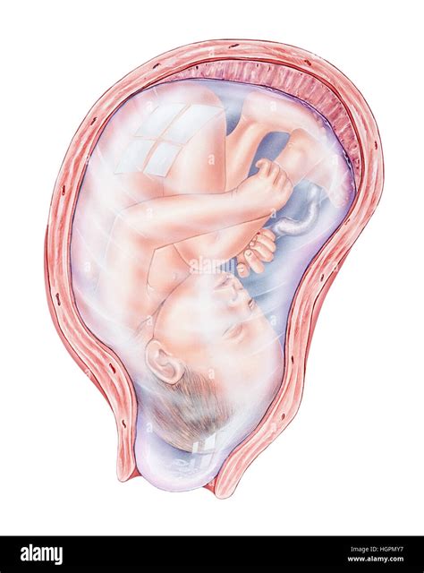 Feto in utero con cordone ombelicale