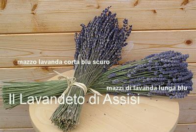 Mazzetti di lavanda essiccata