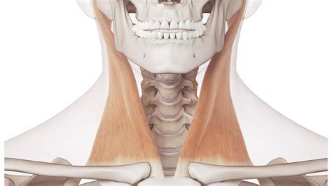 Anatomia del muscolo sternocleidomastoideo (SCOM)