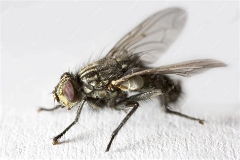 Mosca domestica Musca domestica
