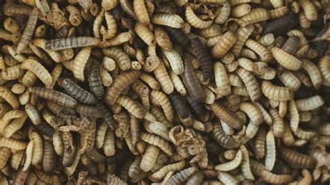 Larve di mosca in un ambiente organico