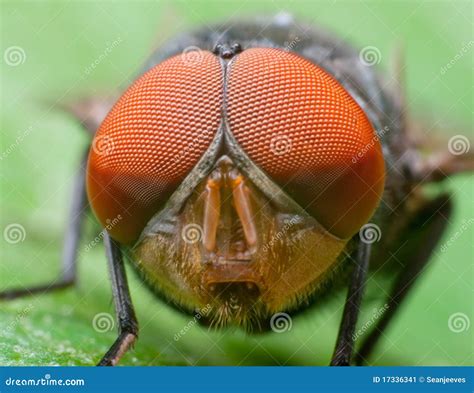 Mosca adulta con occhi composti