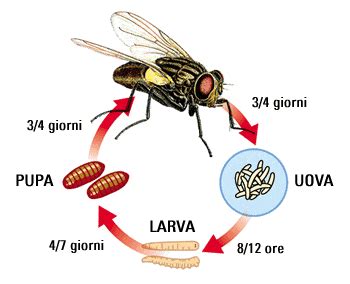 Schema del ciclo vitale della mosca