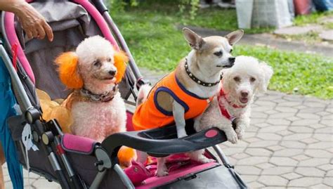 cane di piccola taglia seduto nel passeggino camon walk n roll