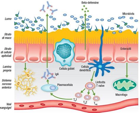 Diagramma che illustra la composizione della flora intestinale
