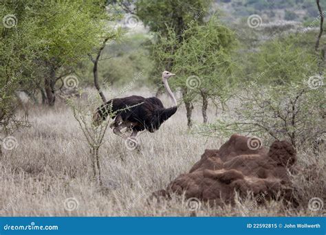 Struzzo in habitat naturale
